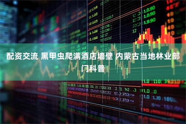 配资交流 黑甲虫爬满酒店墙壁 内蒙古当地林业部门科普